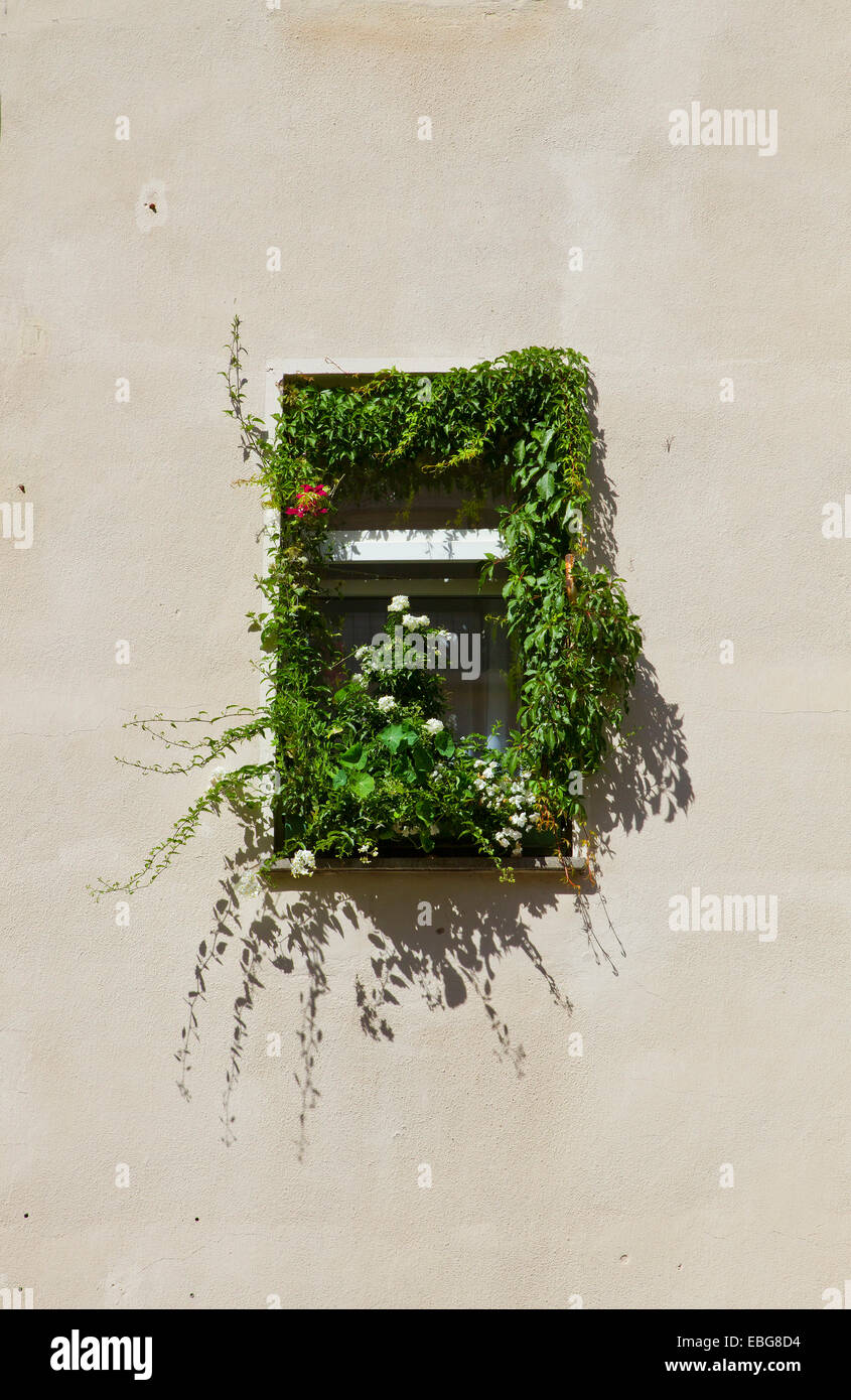 Window overgrown with plants and flowers, Mitte, Berlin, Berlin, Germany Stock Photo