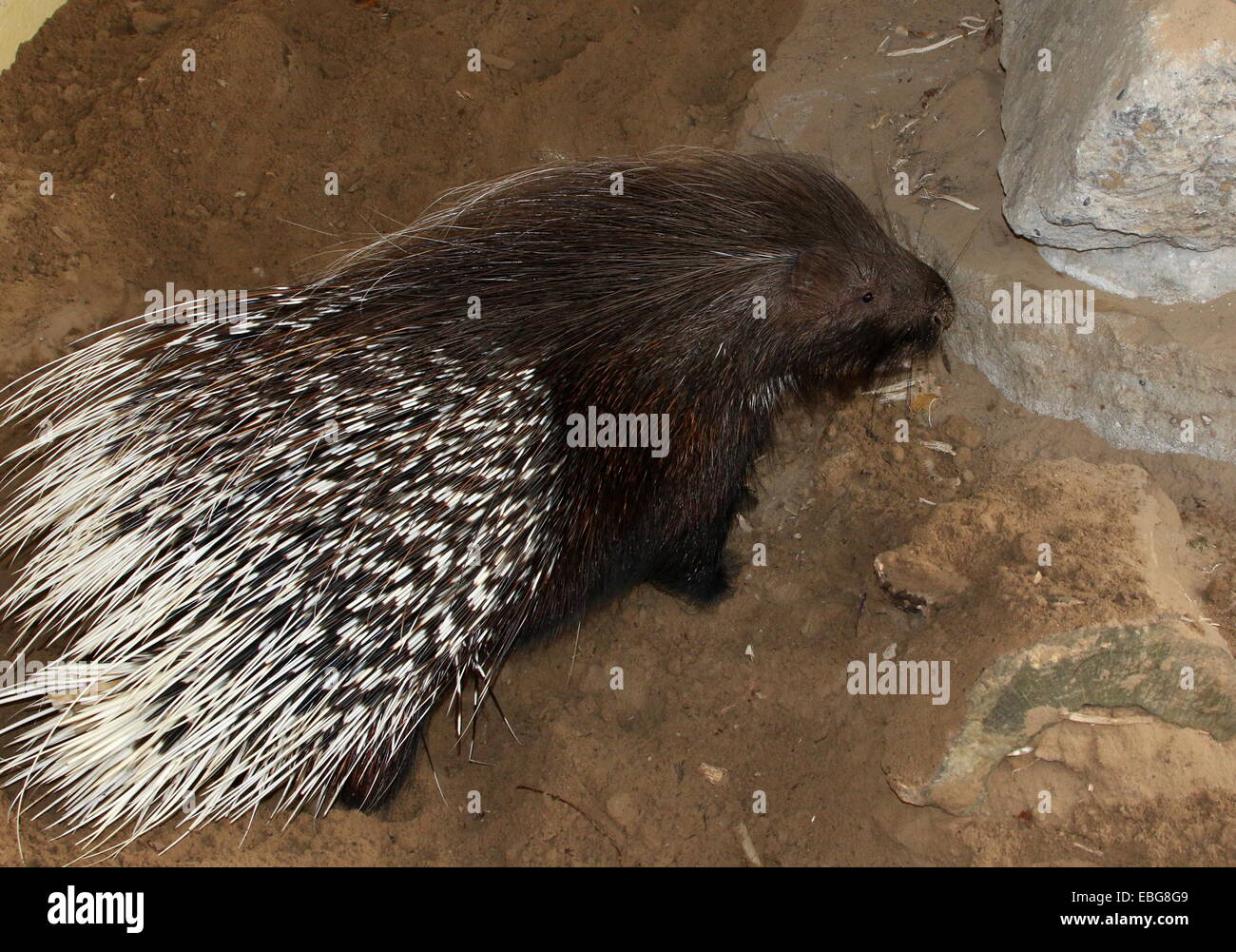 Indian crested porcupine (Hystrix indica) Stock Photo