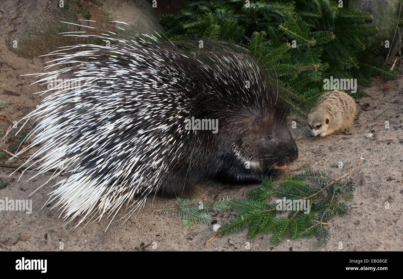 Indian crested porcupine (Hystrix indica) celebrating his Christmas meal together with cute meerkat friend (Suricata suricatta) Stock Photo