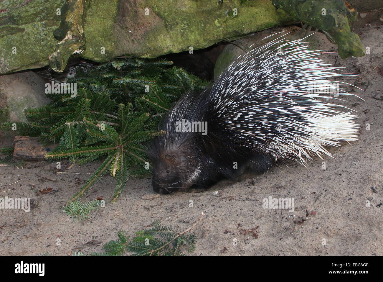 Indian crested porcupine (Hystrix indica) in Christmas setting Stock Photo