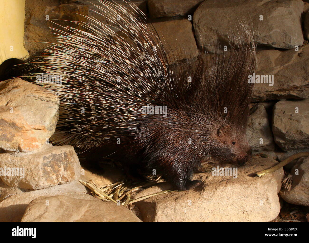Angry Indian crested porcupine (Hystrix indica), all quills raised Stock Photo