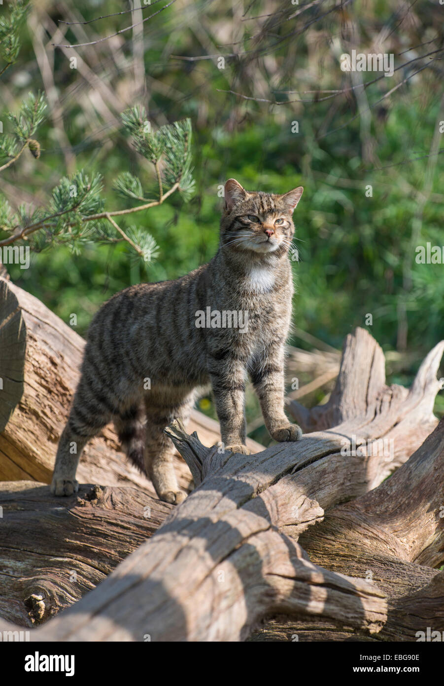Wildcat: Felis silvestris. Controlled Stock Photo