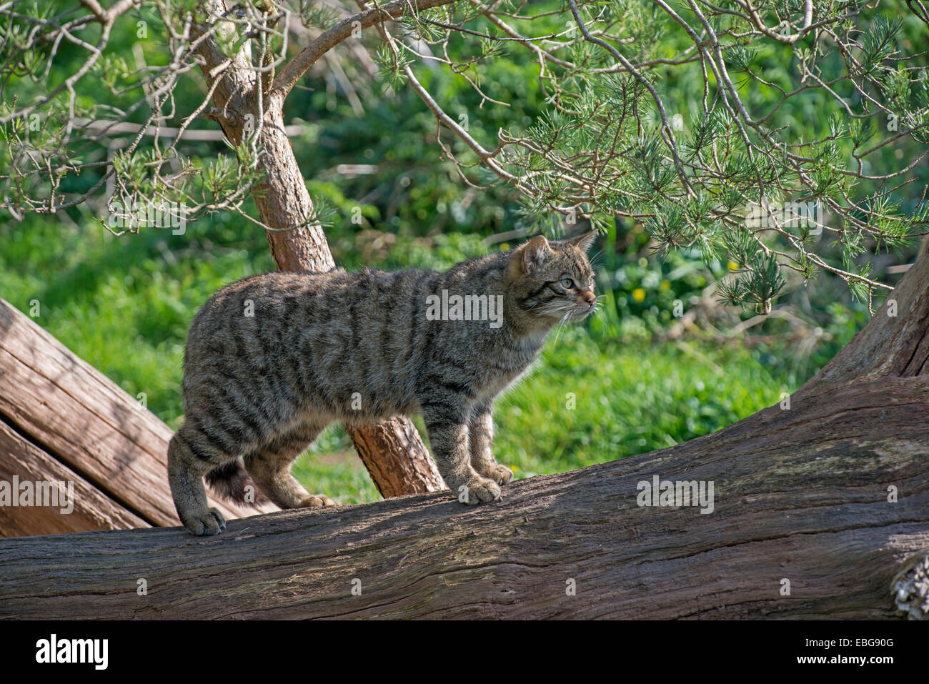 Wild Cat: Felis silvestris. Controlled Stock Photo