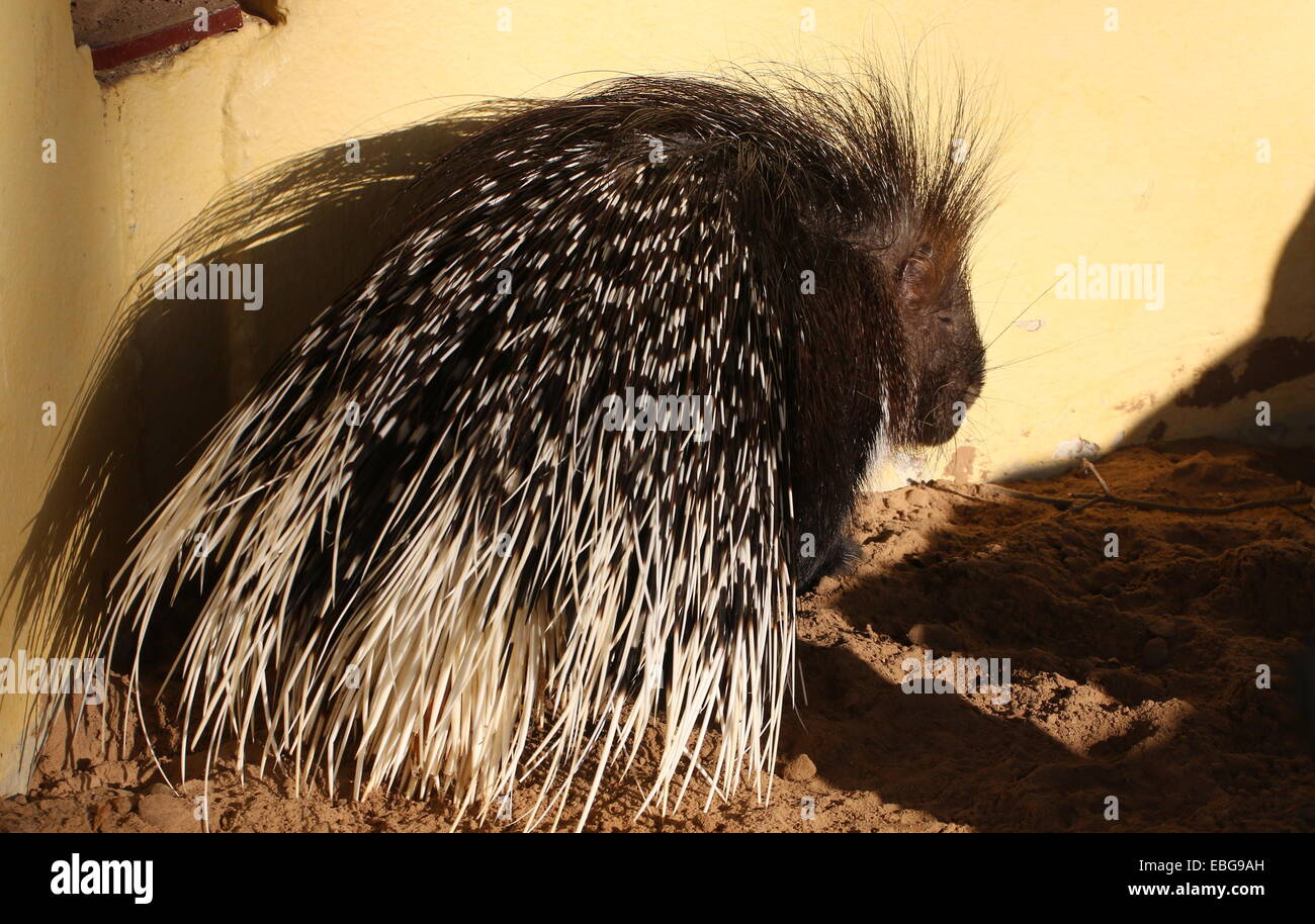 Captive male Indian crested porcupine (Hystrix indica) at Emmen Zoo Stock Photo