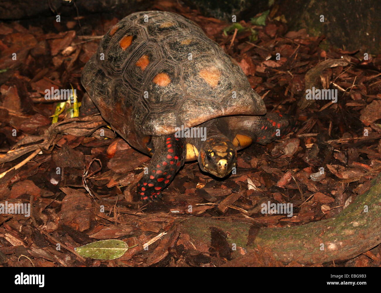 Close-up of a South American Red-footed tortoise (Chelonoidis carbonaria) Stock Photo