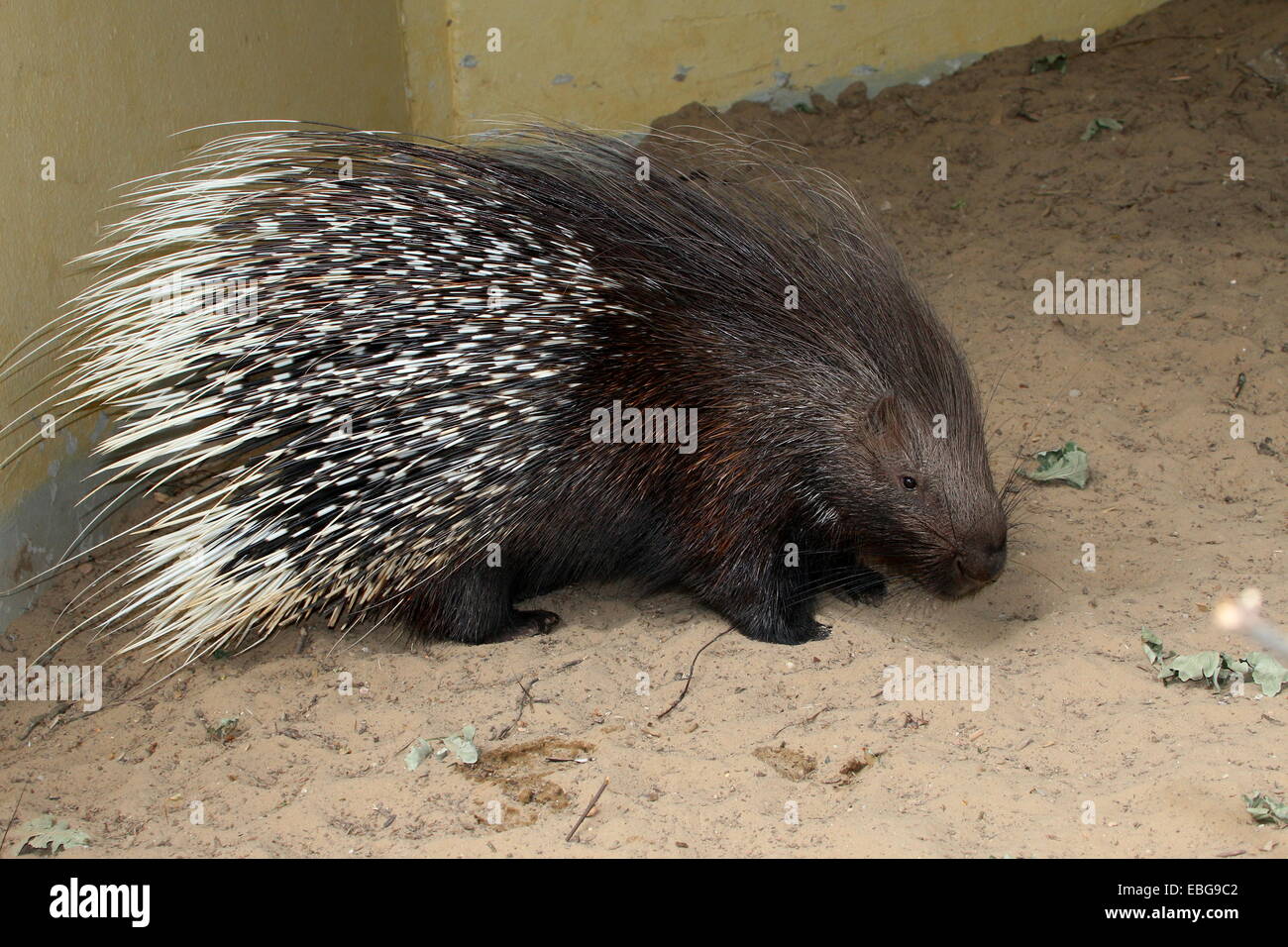 Male Indian crested porcupine (Hystrix indica) at Dierenpark Emmen Zoo Stock Photo