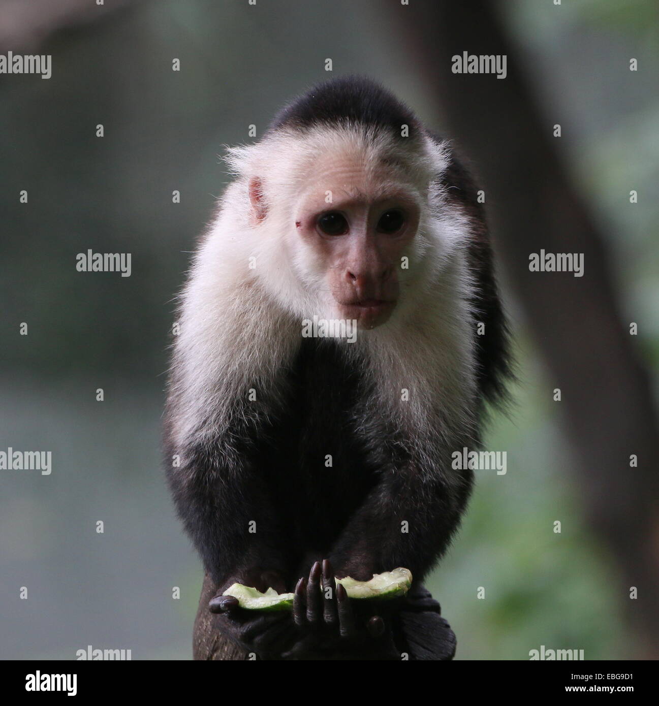 White-headed capuchin ( Cebus capucinus) eating fruit a.k.a. white-faced or white-throated capuchin monkey Stock Photo