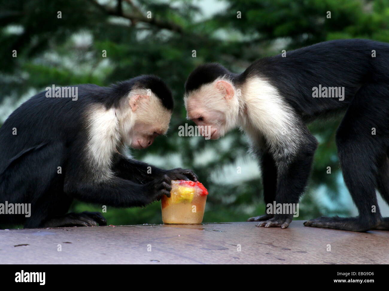Two White-headed capuchin monkeys  (Cebus capucinus) enjoying frozen fruit a.k.a. white-faced or white-throated capuchin monkey Stock Photo