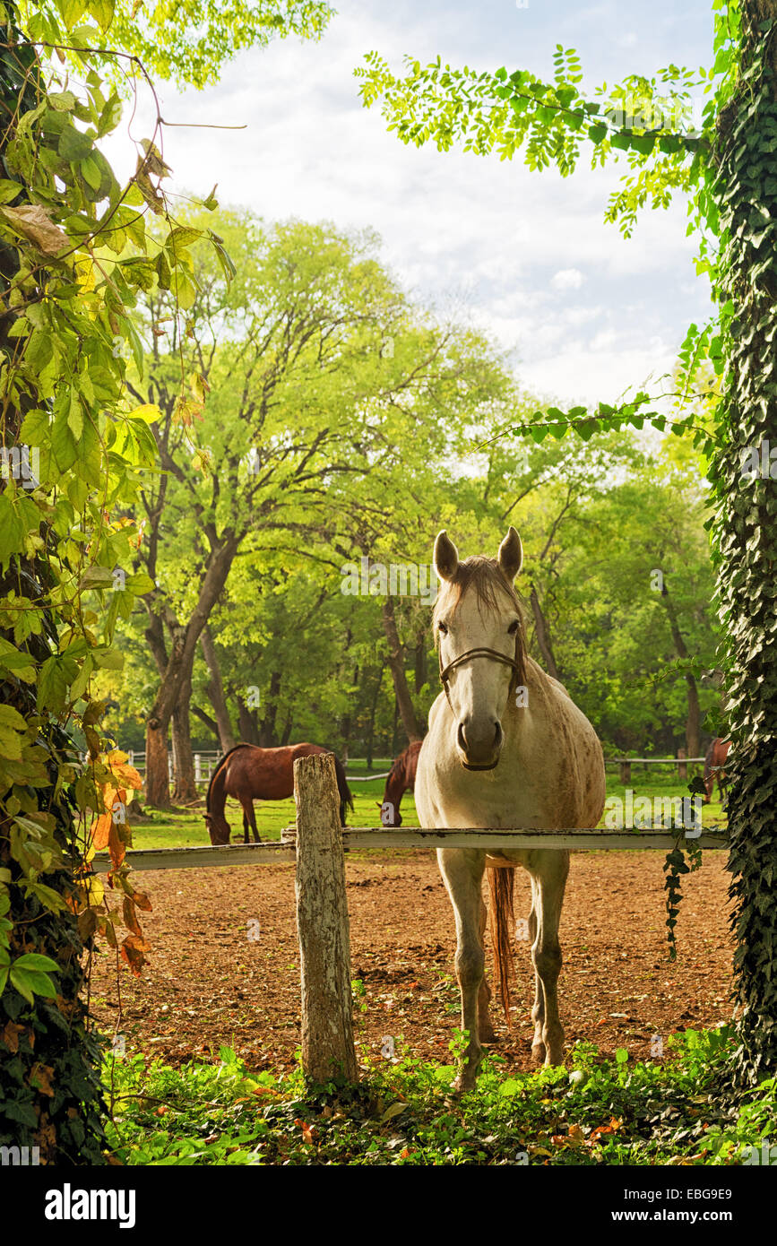Beautiful White Horse on the Farm ranch on a cloudy afternoon Stock