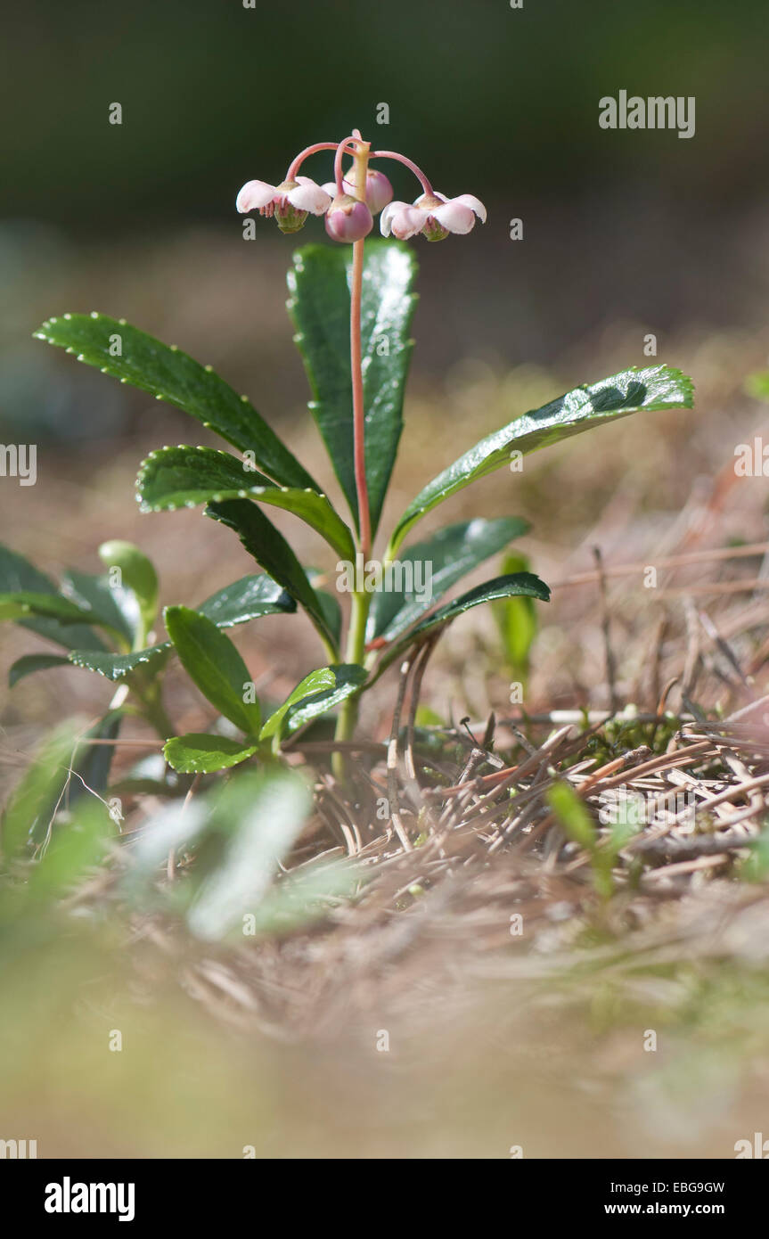 Umbellate Wintergreen, Pipsissewa or Prince's Pine (Chimaphila umbellata), Nida, Curonian Spit, Klaipėda County, Lithuania Stock Photo