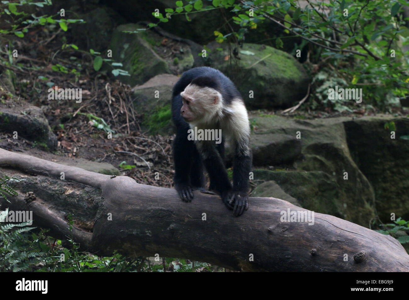 White-headed capuchin ( Cebus capucinus)  a.k.a. white-faced or white-throated capuchin monkey Stock Photo