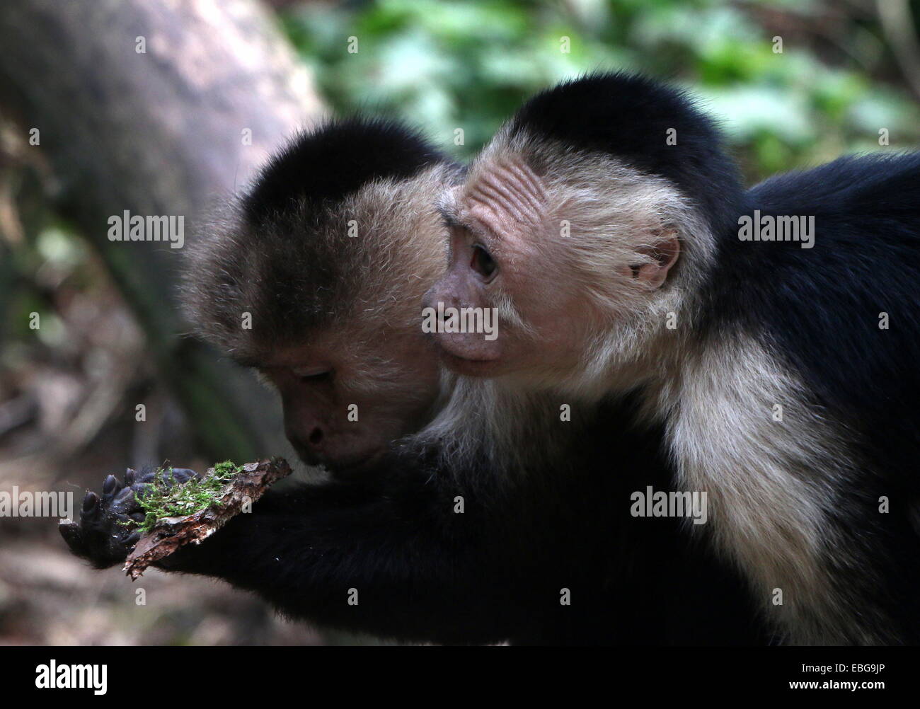 Two White-headed capuchin monkeys ( Cebus capucinus) posing together a.k.a. white-faced or white-throated capuchin monkey Stock Photo