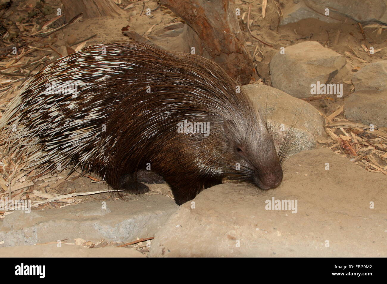 Indian crested porcupine (Hystrix indica) exploring Stock Photo