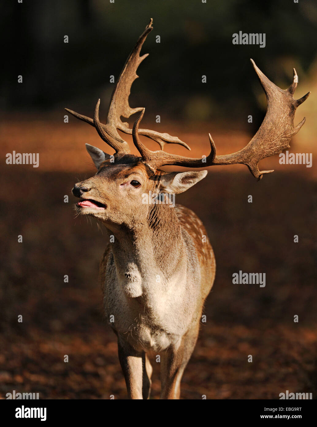 Fallow Deer (Dama dama), buck roaring during the rutting season, captive, Lower Saxony, Germany Stock Photo