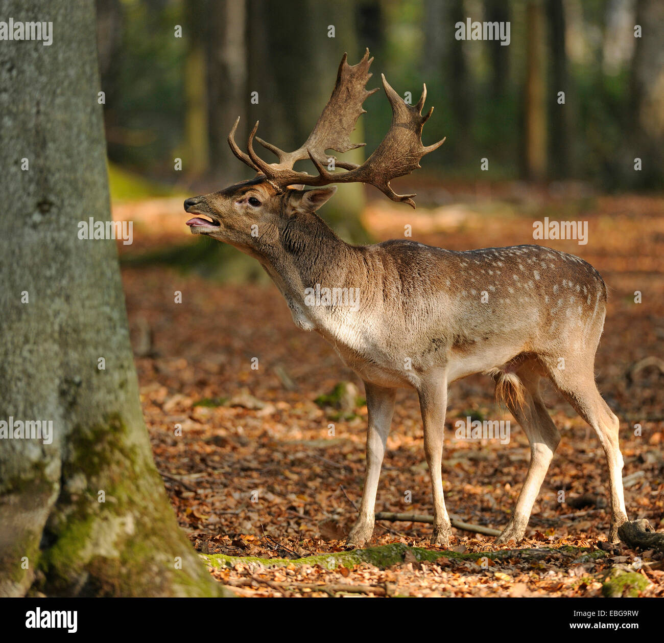 Fallow Deer (Dama dama), buck, roaring during the rutting season, captive, Lower Saxony, Germany Stock Photo