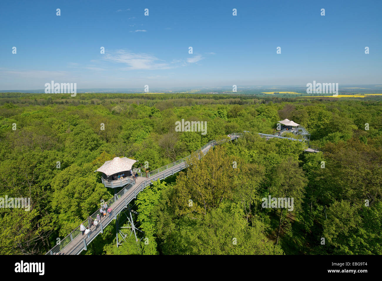 Baumkronenpfad or Canopy Walk Way in the spring forest, Hainich National Park, Thuringia, Germany Stock Photo