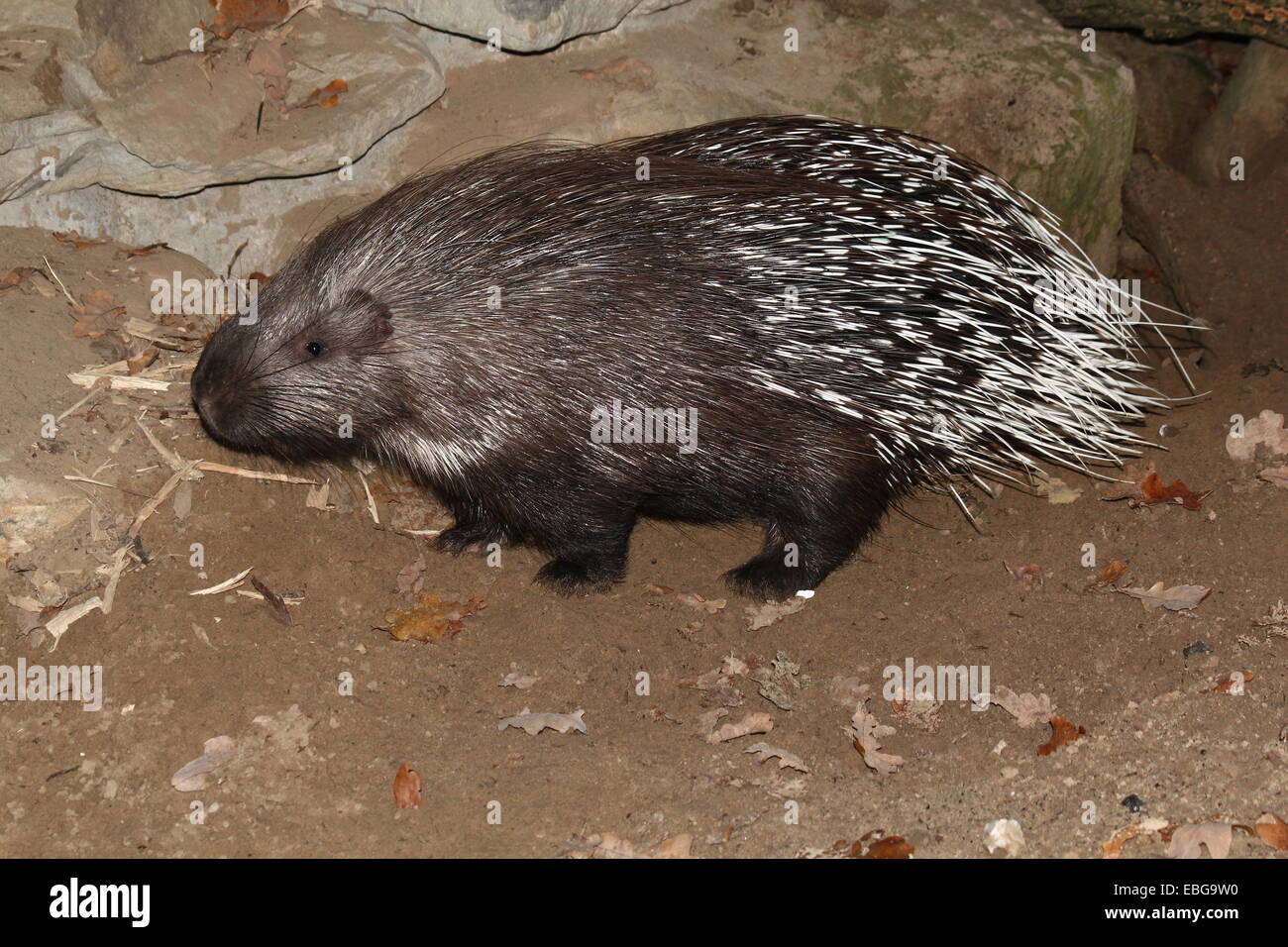 Indian crested porcupine (Hystrix indica) seen in profile Stock Photo