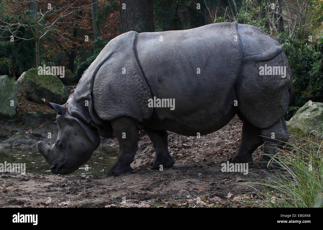 Greater one-horned Indian rhinoceros ( Rhinoceros unicornis) Stock Photo