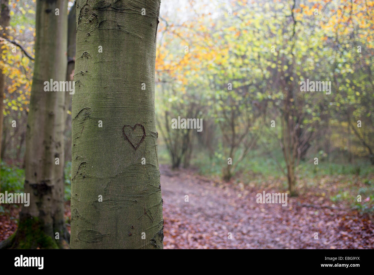 Love heart carved into tree trunk in an English woodland in autumn. Stock Photo