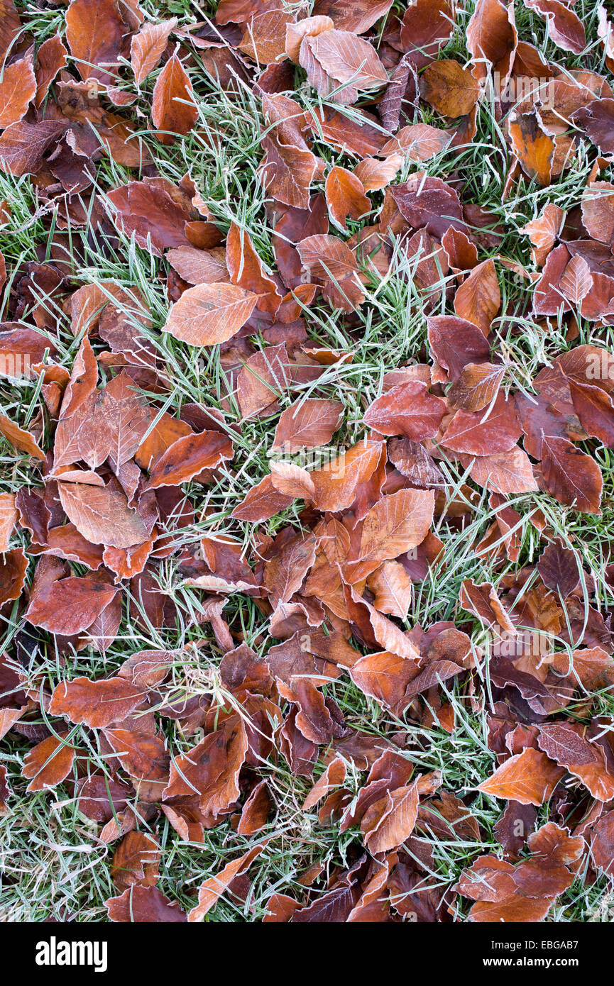 Fallen beech leaves on grass in the frost Stock Photo