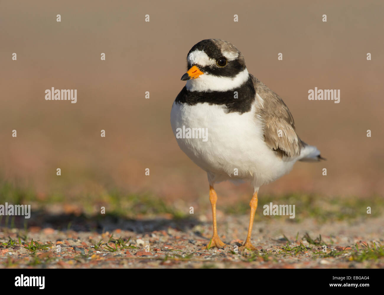 Ringed Plover (Charadrius hiaticula), Texel, West Frisian Islands, province of North Holland, The Netherlands Stock Photo