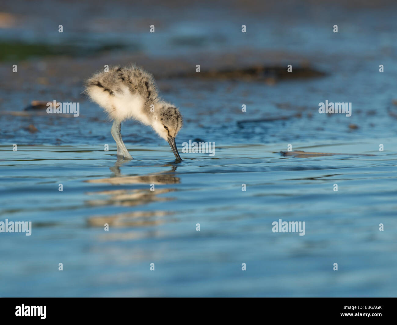 Pied Avocet (Recurvirostra avosetta), chick, Texel, West Frisian Islands, province of North Holland, The Netherlands Stock Photo