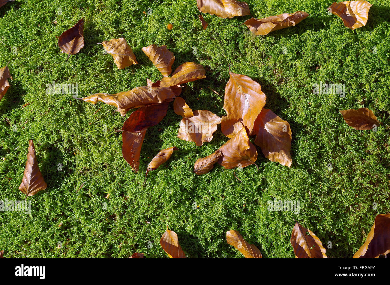 Moss and fallen leaves. Autumn still life. Stock Photo
