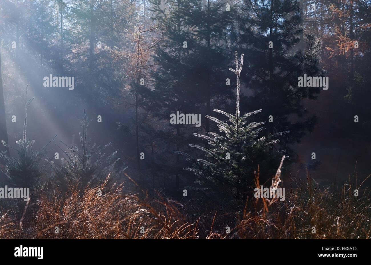 sunbeams in foggy autumn forest over spruce tree Stock Photo - Alamy