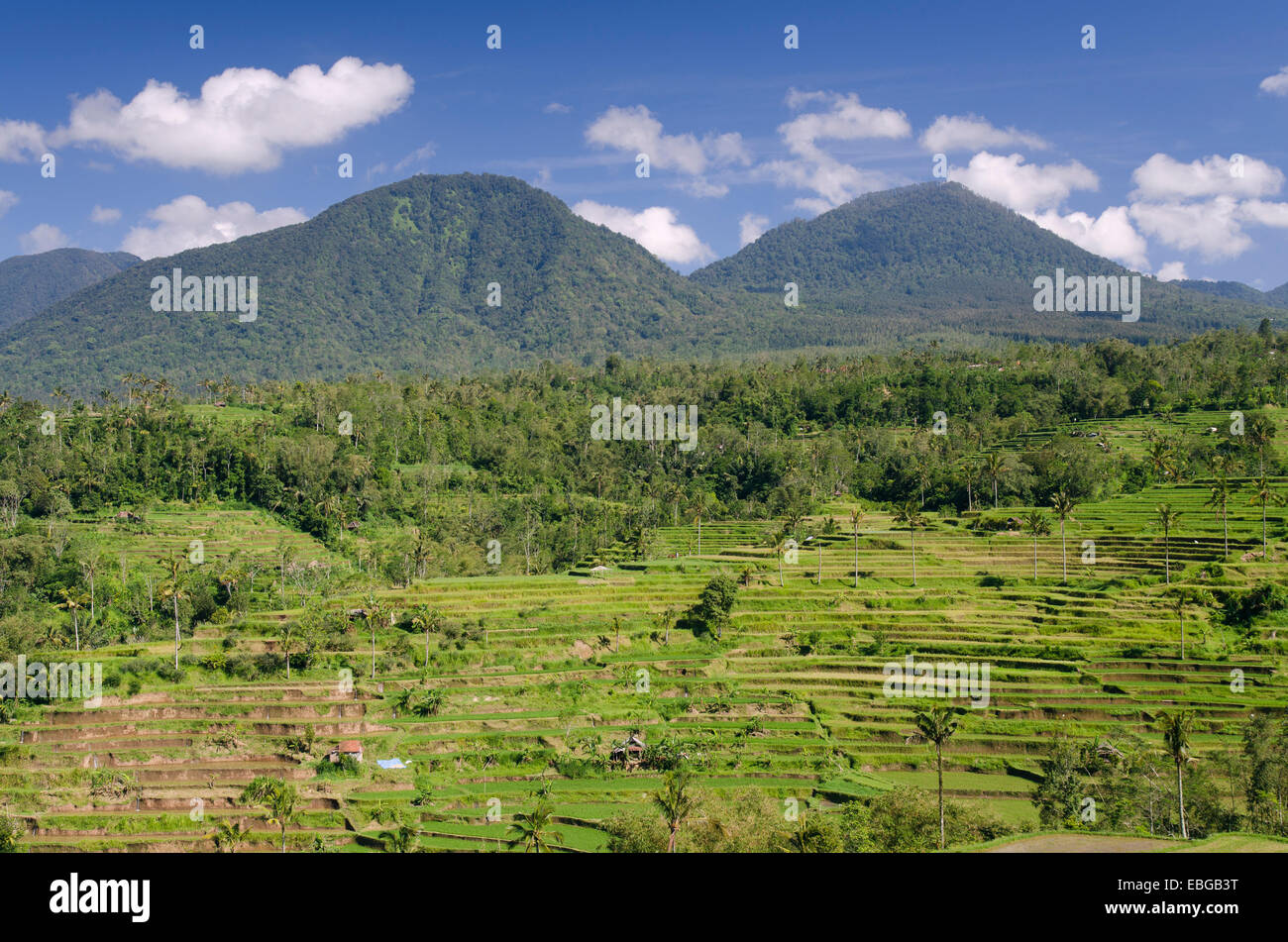 Rice terrace landscape, Pacung, Bali, Indonesia Stock Photo
