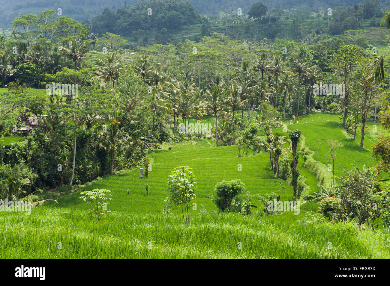 Rice terrace landscape with coconut palms, Sidemen, Bali, Indonesia Stock Photo