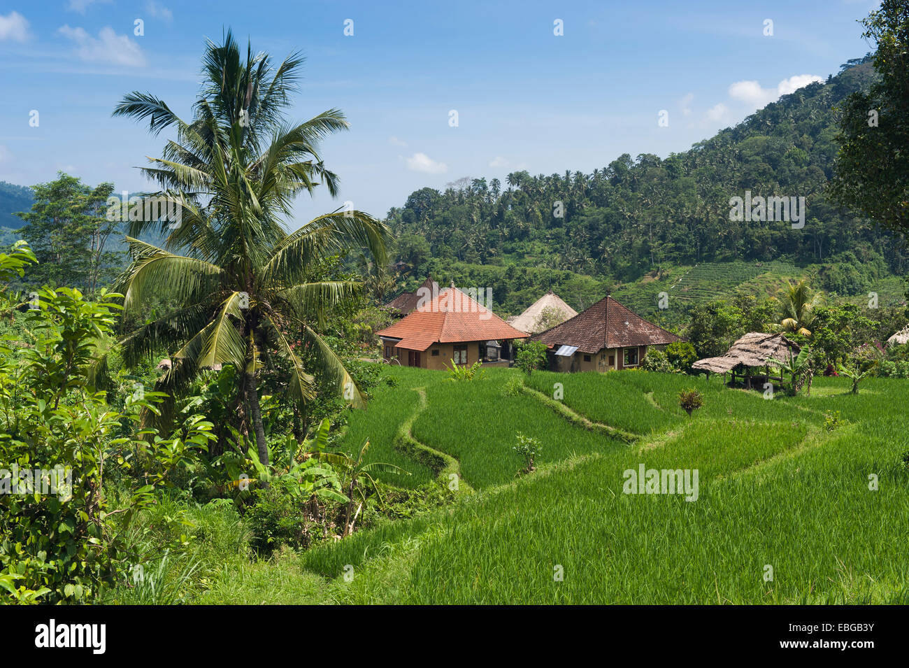 Rice terrace landscape with coconut palms, Sidemen, Bali, Indonesia Stock Photo