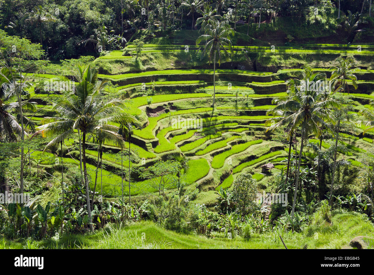 Rice terraces and coconut trees, Tegallalang, Bali, Indonesia Stock Photo
