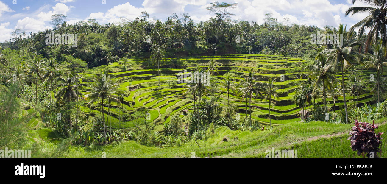 Rice terraces and coconut trees, Tegallalang, Bali, Indonesia Stock Photo