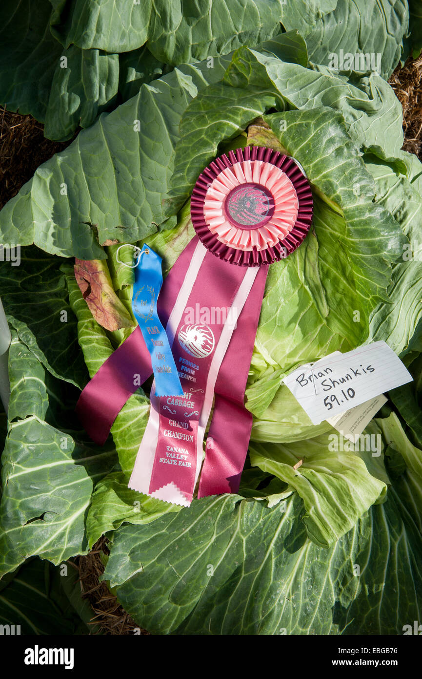 Award winning cabbage (Brassica oleracea) in Alaska Stock Photo