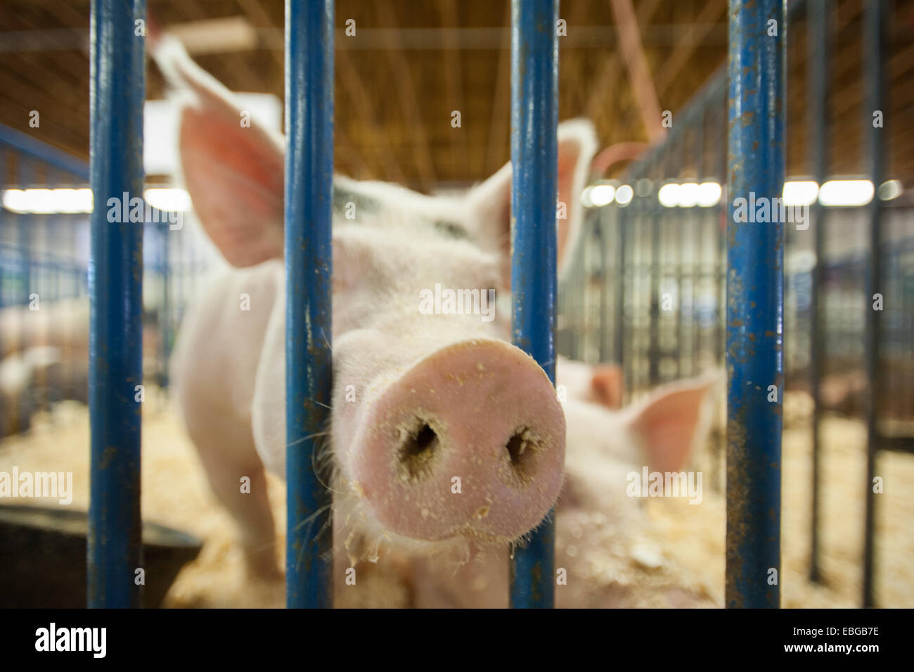 Pig (swine, sue) sticking its snout through the bars of a cage at an Alaskan state fair Stock Photo