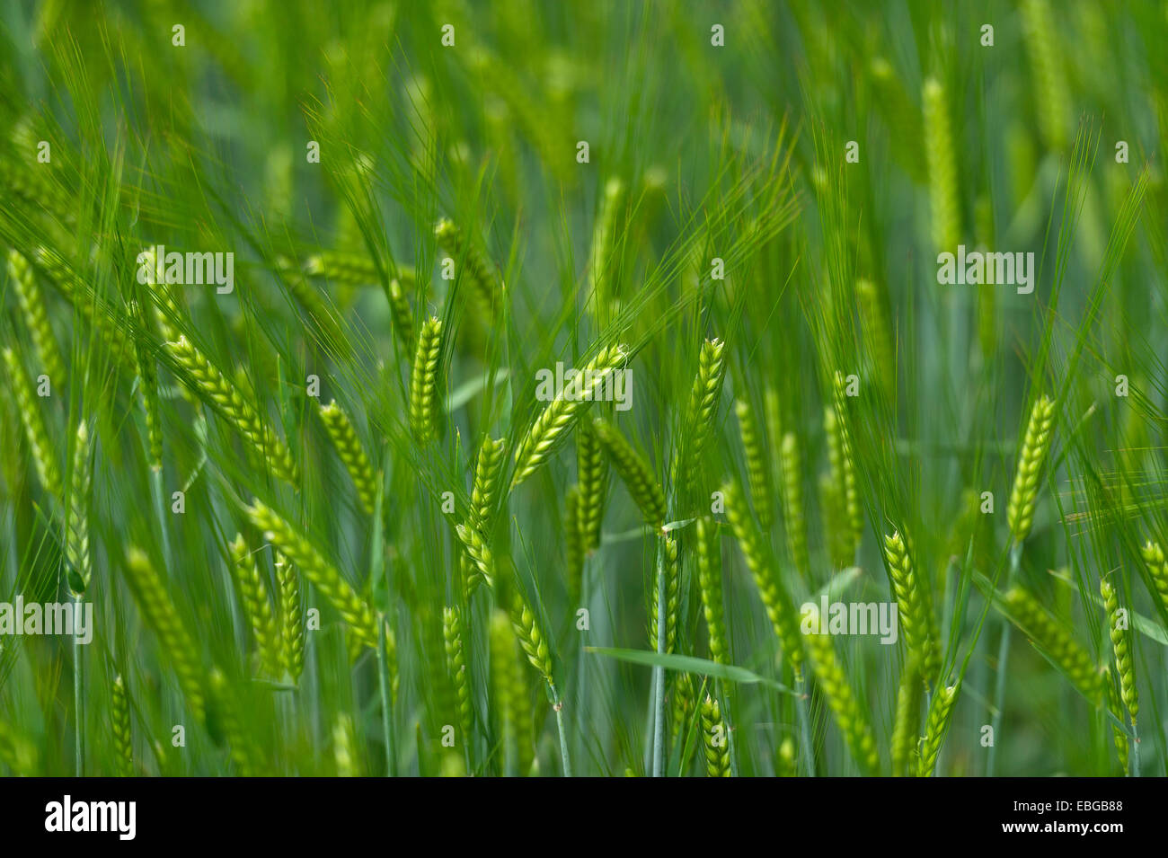 Grainfield with immature ears of Barley (Hordeum vulgare), Aschheim, Upper Bavaria, Bavaria, Germany Stock Photo