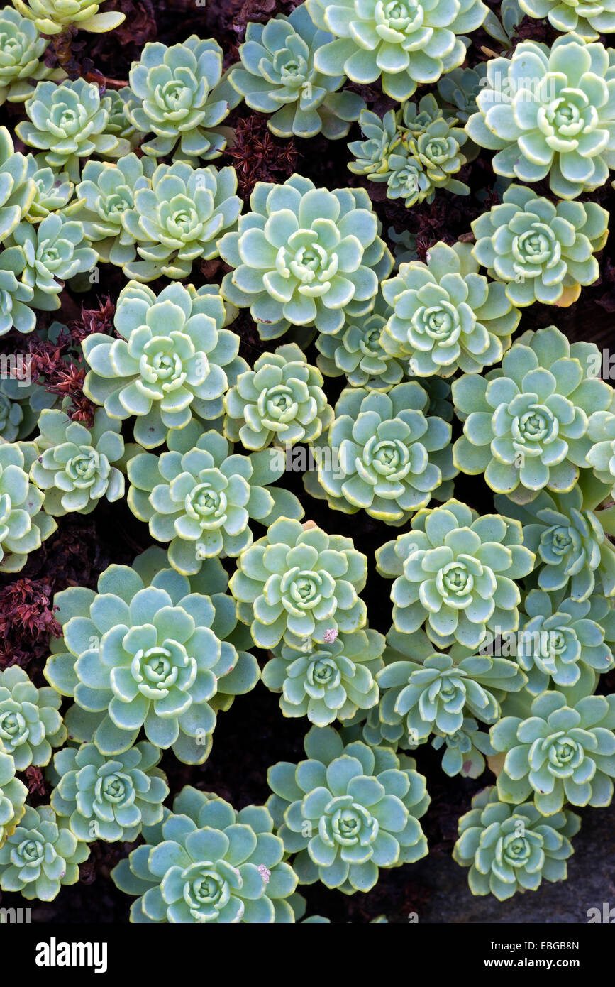 Gray Stonecrop (Sedum pachyclados), native to Pakistan and Afghanistan, Botanical Garden of the University of Innsbruck Stock Photo