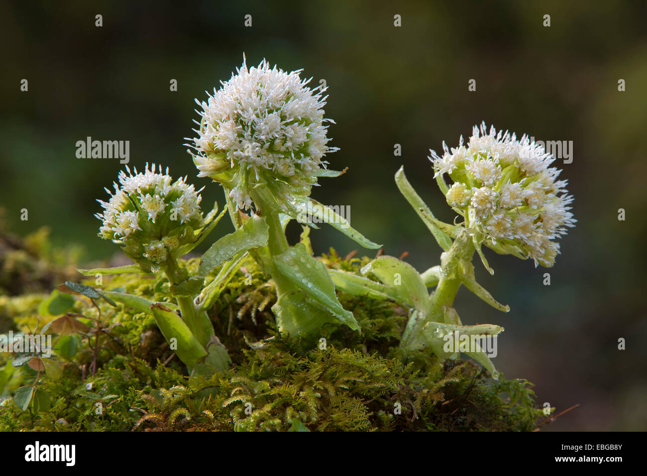 White Butterbur (Petasites albus), Innsbruck, Tyrol, Austria Stock Photo