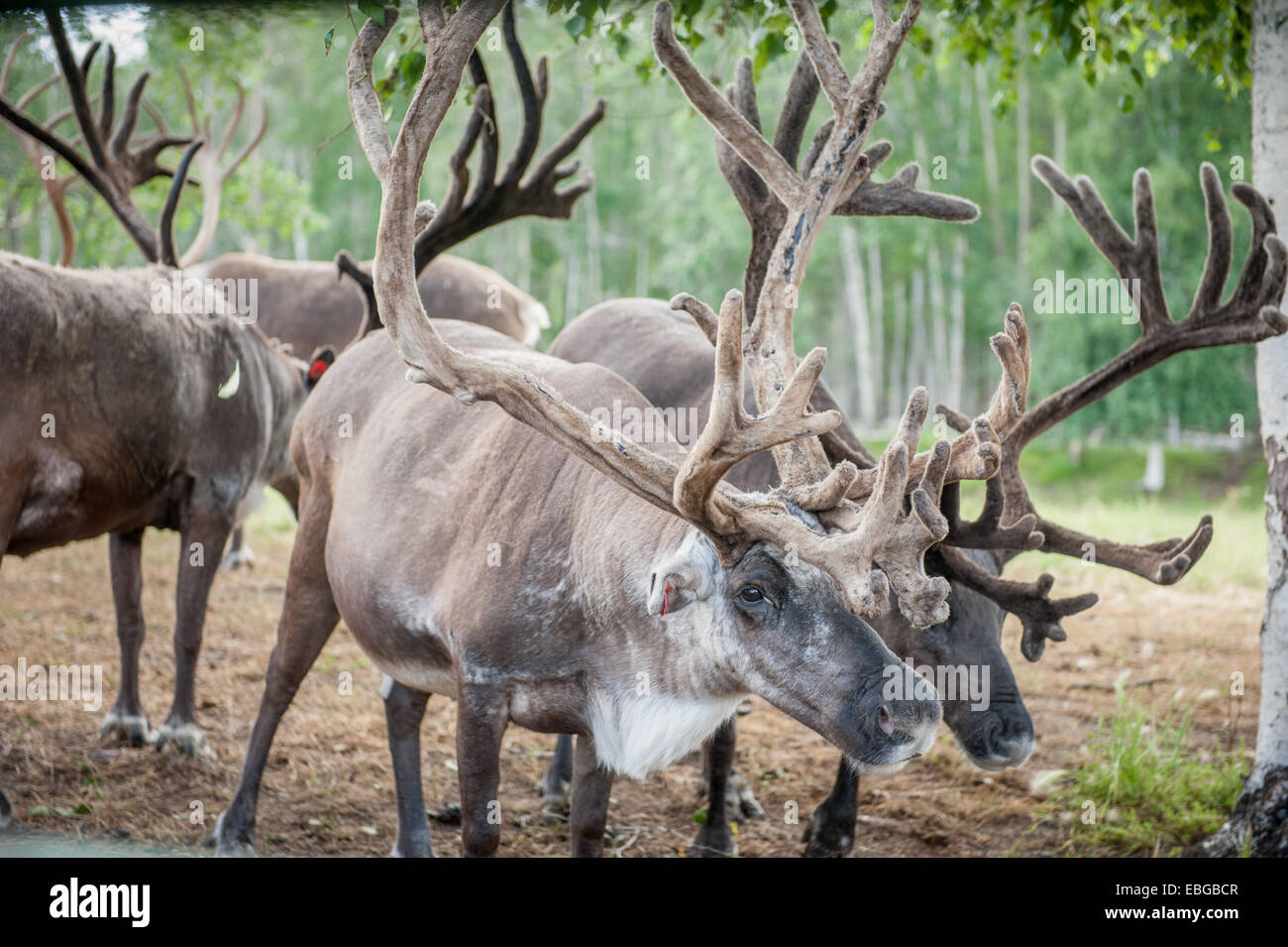 Herd of reindeer (Rangifer tarandus) Stock Photo