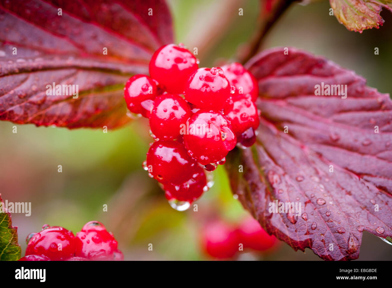 Red berries (Rhamnus Crocea) growing in the wild Stock Photo
