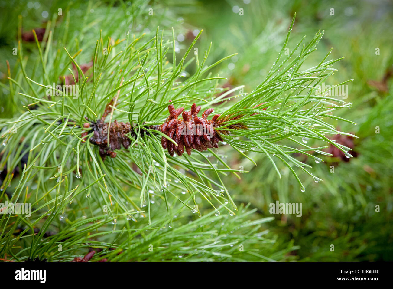 Pine cones (Pinus) growing on a branch Stock Photo