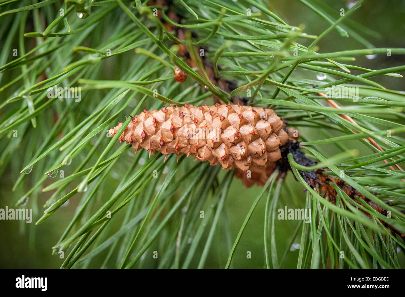 Pine cones (Pinus) growing on a branch Stock Photo