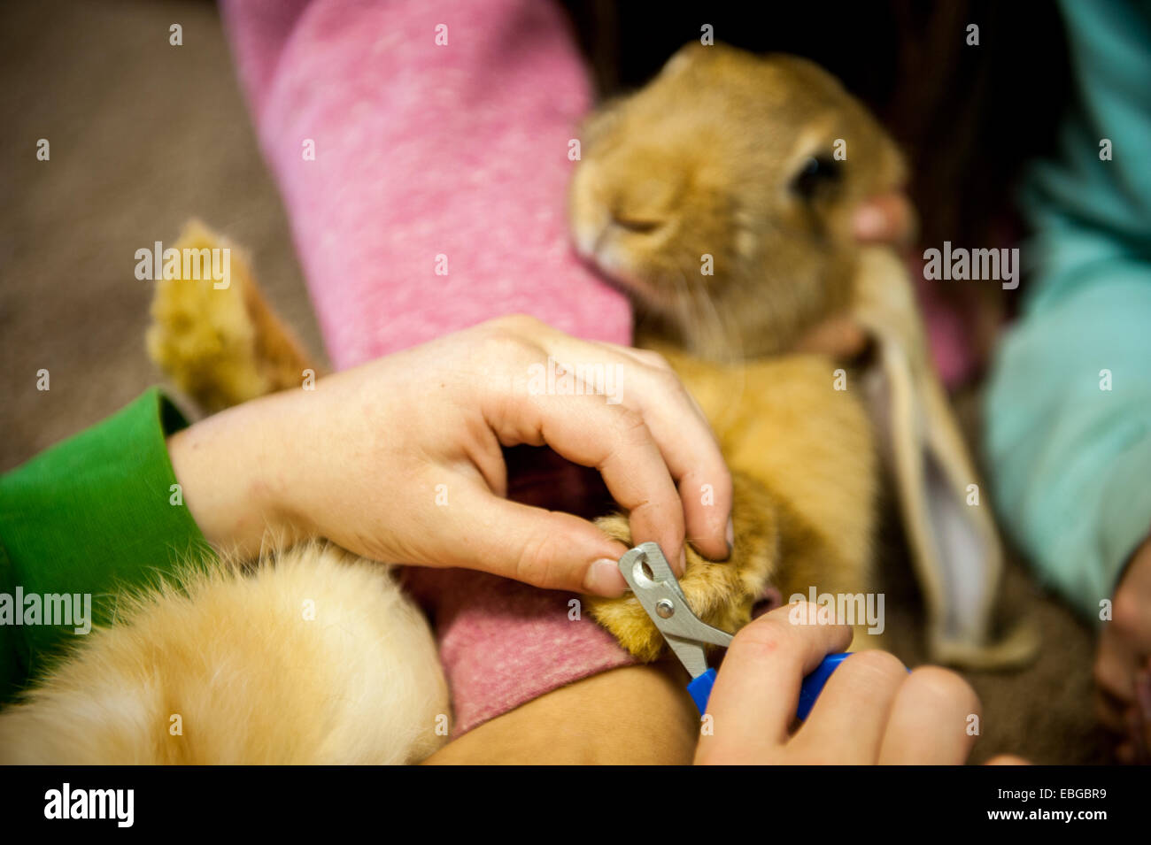 Child grooming a rabbit (Lepus curpaeums) in preparation for show at Tanana State Fair in Alaska Stock Photo