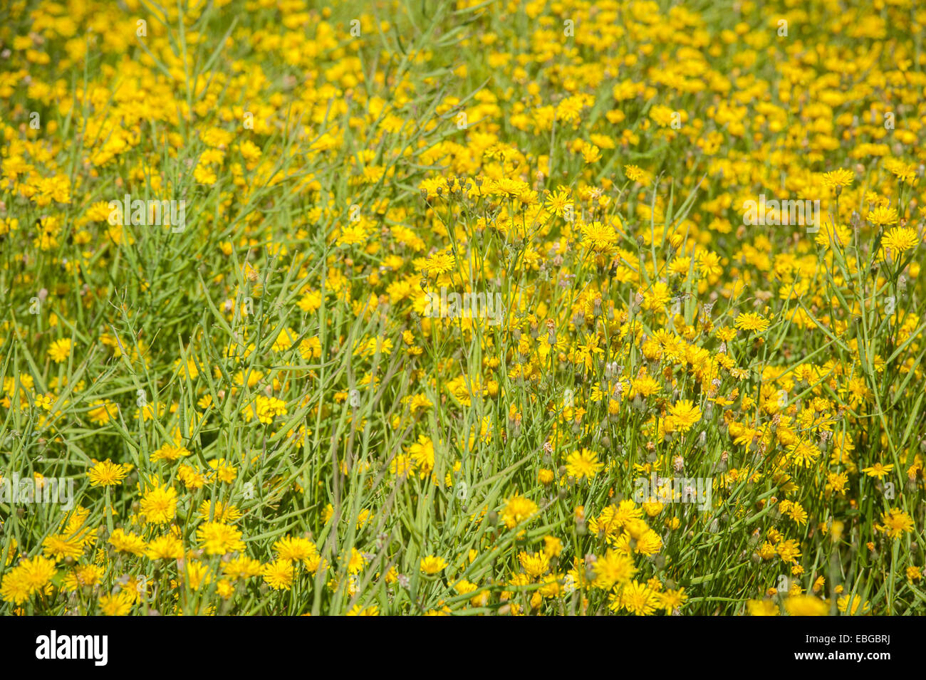 Field of canola (rapeseed, Brassicaceae) Stock Photo