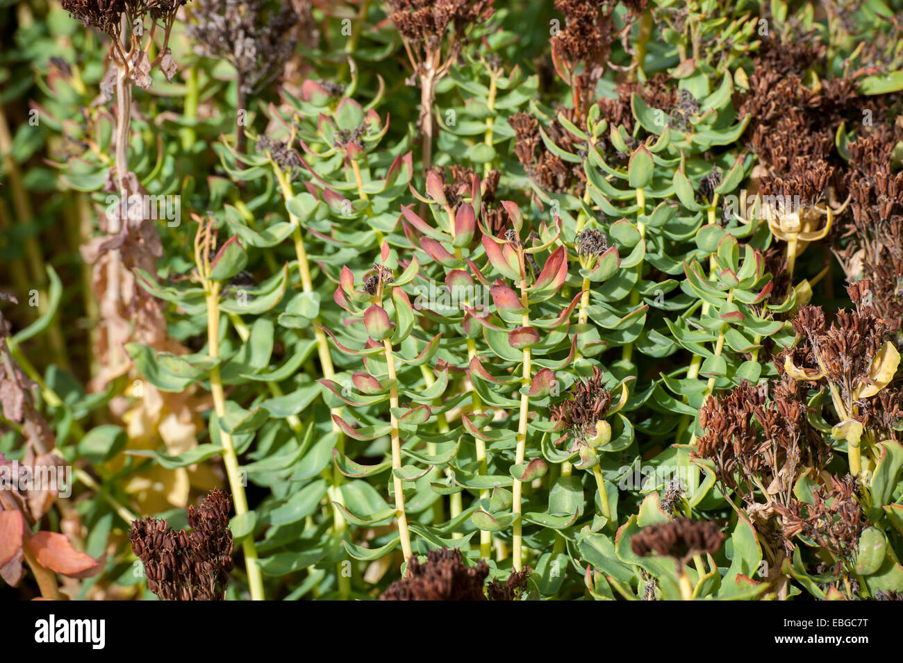 Rhodiola (Rhodiola rosea) growing in Alaska Stock Photo