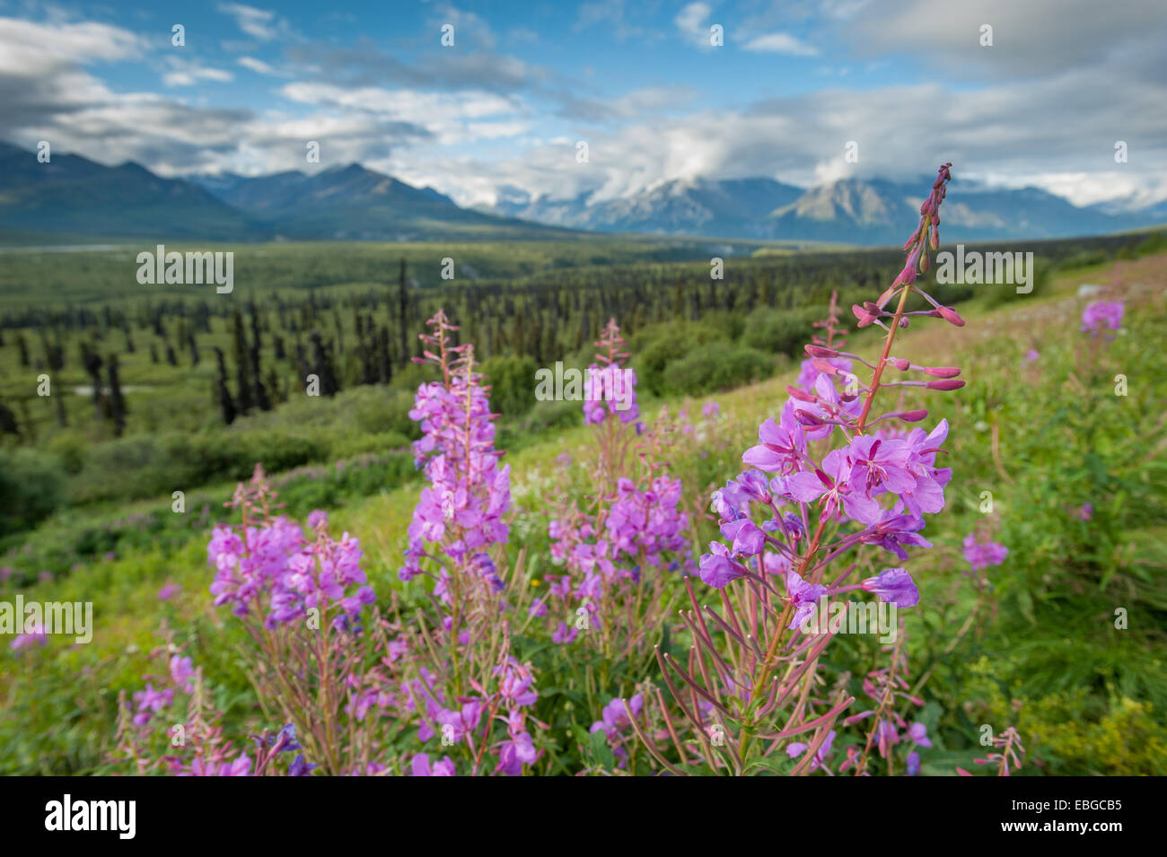 Fireweed (Epilobium angustifolium) growing with forest and mountain landscape in Alaska. Stock Photo
