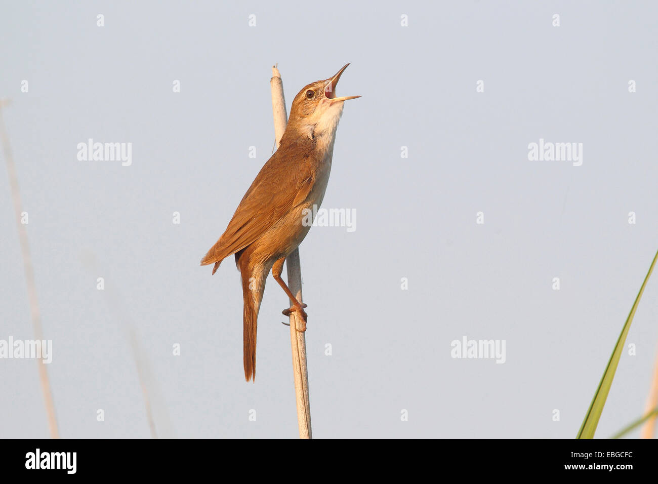 Savi's Warbler (Locustella lusciniodes), male singing on a reed stem, Illmitz, Burgenland, Austria Stock Photo