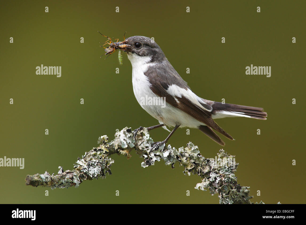 European Pied Flycatcher (Ficedula hypoleuca), male with an insect in its beak perched on a branch, Altenseelbach, Neunkirchen Stock Photo