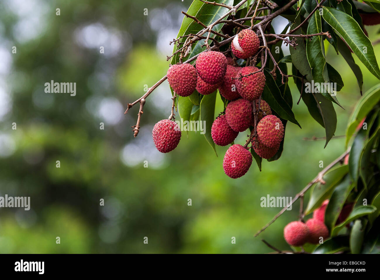Ripe lychee fruit on tree in the plantation Stock Photo
