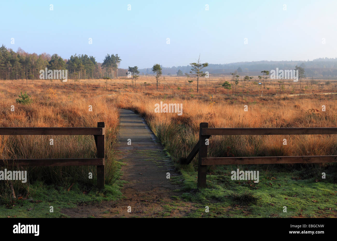 Dersingham Bog nature reserve in Norfolk, UK Stock Photo Alamy